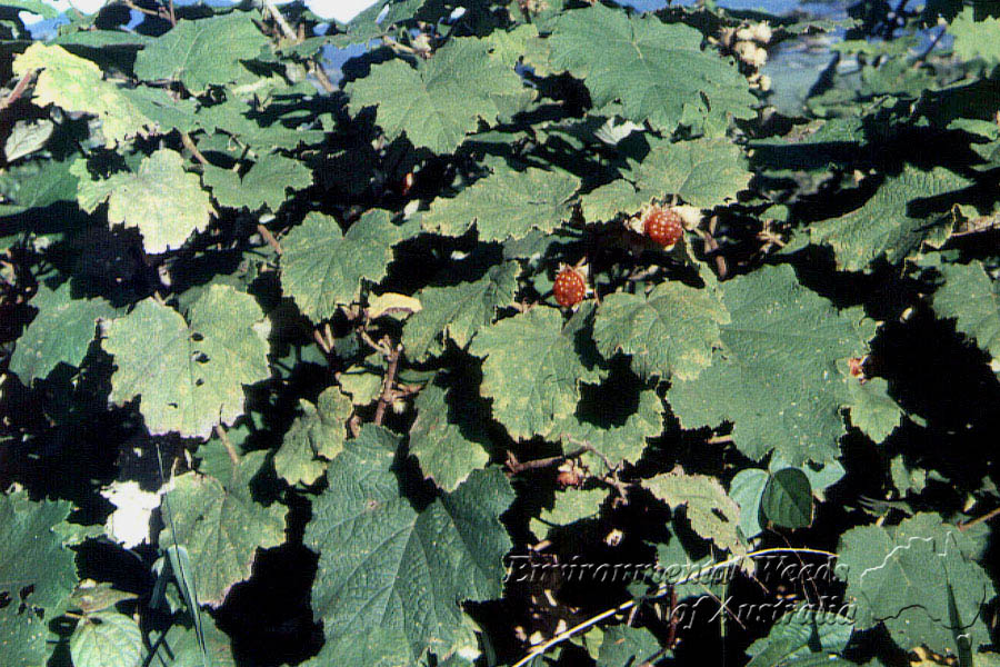 Rubus alceaefolius